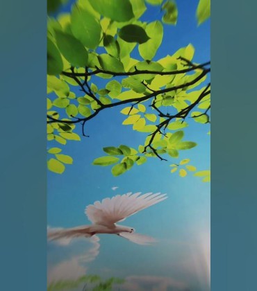 Видеоотчёт 11