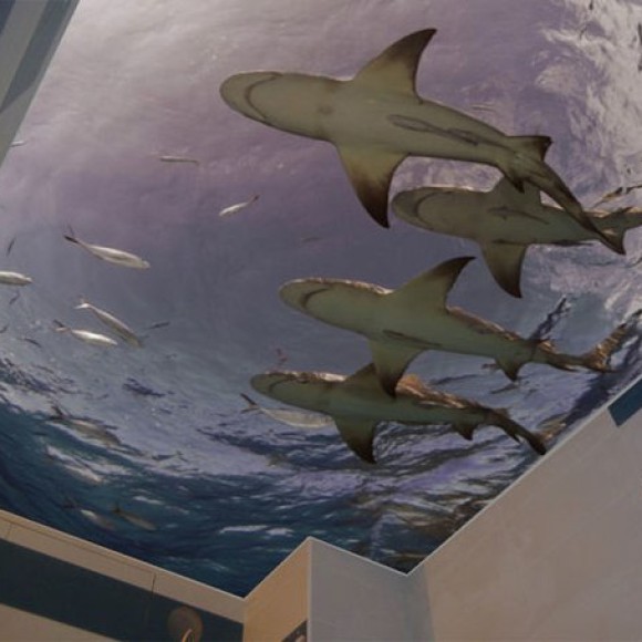 Фотопечать на натяжном потолке